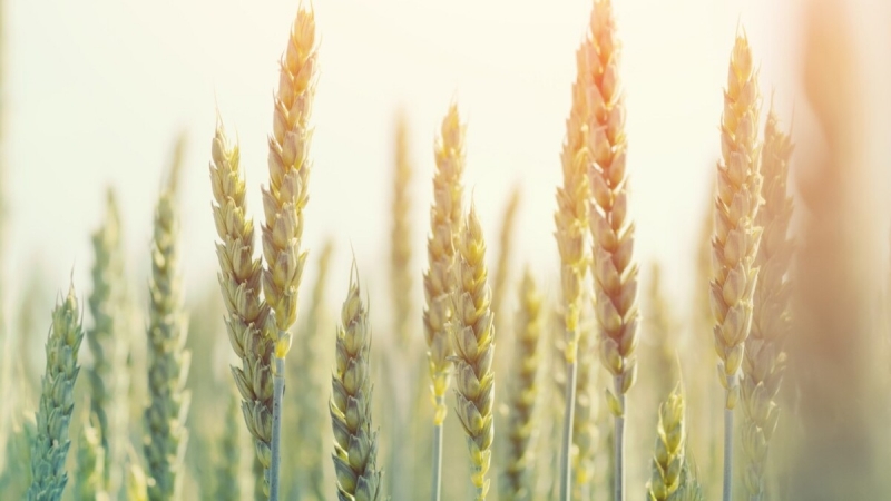 Семена озимой пшеницы Алексеич, Ахмат, Безостая-100, Гром, Степь, Таня, Юка и др