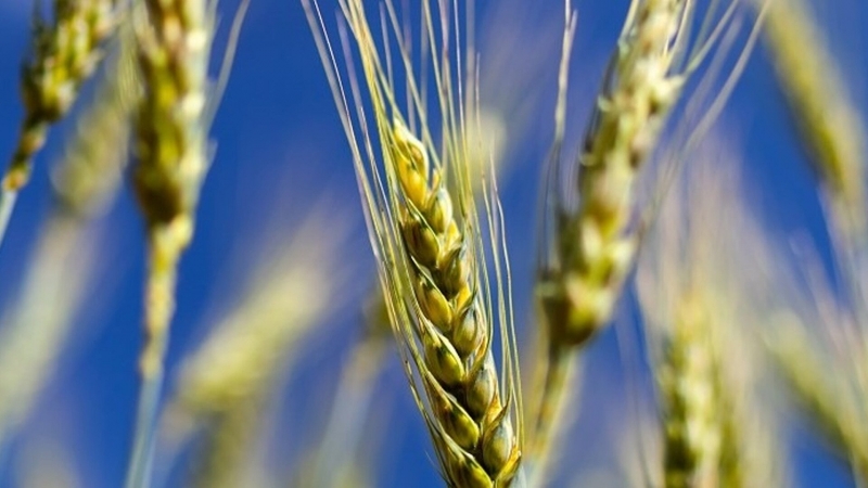 Семена озимой пшеницы сорт Шарм