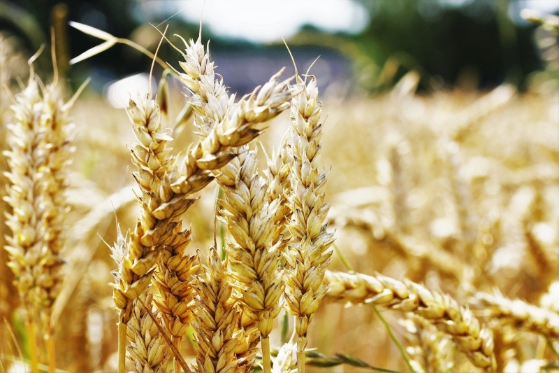 Семена озимой пшеницы Степь