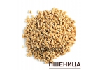 ПШЕНИЦА